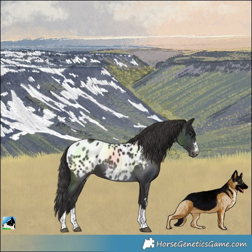 Horse Color:Smoky Black Blanket 