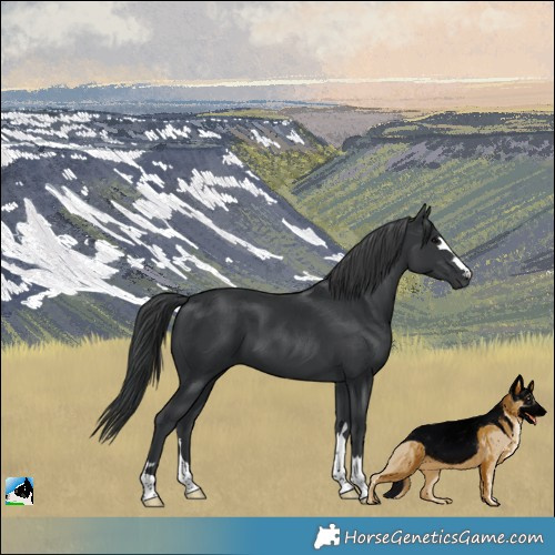 Horse Color:Black 