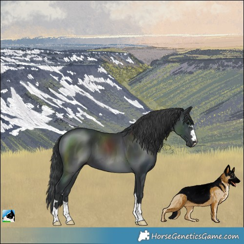 Horse Color:Black 