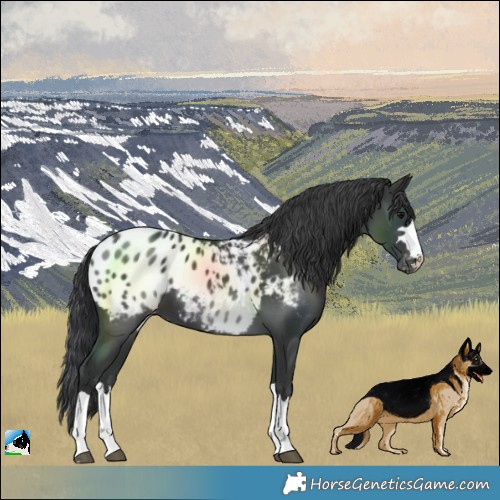 Horse Color:Black Blanket 