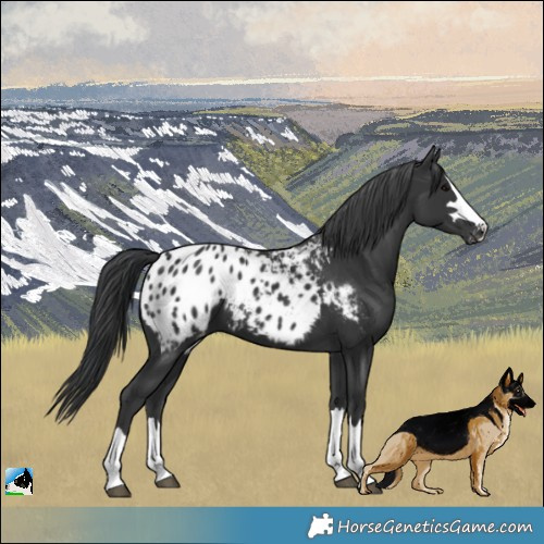 Horse Color:Black Appaloosa
