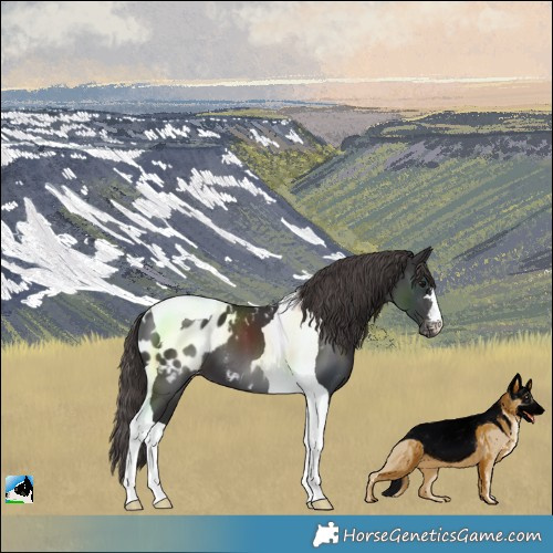 Horse Color:Smoky Black Tobiano Blanket 