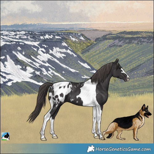 Horse Color:Smoky Black Tobiano Appaloosa