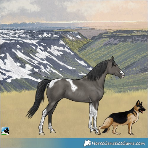 Horse Color:Grullo Tobiano Appaloosa 