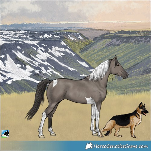 Horse Color:Smoky Grullo Tobiano Appaloosa 
