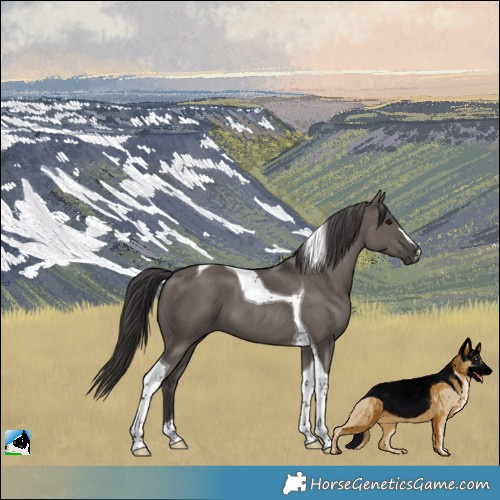 Horse Color:Smoky Grullo Tobiano 