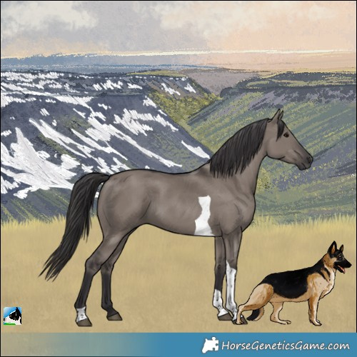 Horse Color:Smoky Grullo Tobiano 