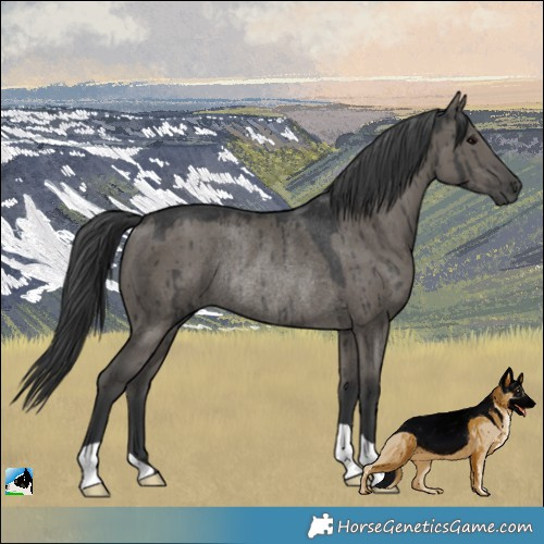 Horse Color:Grullo Rabicano Brindle 