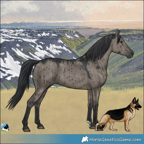 Horse Color:Grullo Brindle
