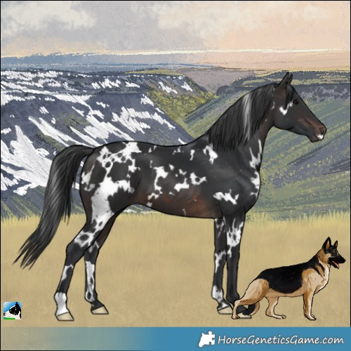 Horse Color:White Spotted Brown 
