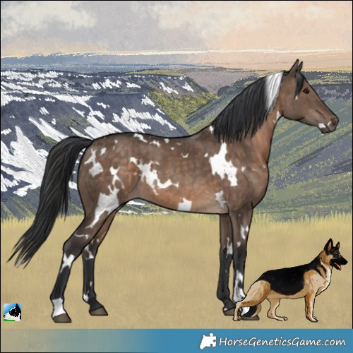 Horse Color:White Spotted Brown Dun Brindle 