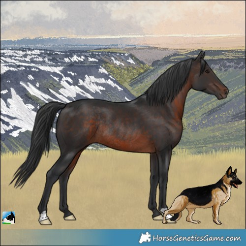 Horse Color:Brown Rabicano 