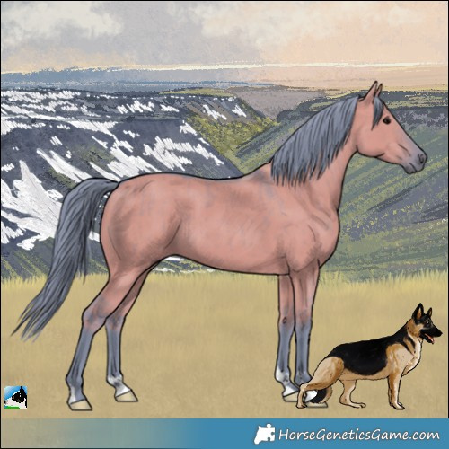 Horse Color:Watercolor Grullo Brindle