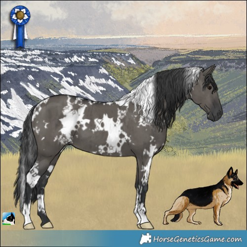 Horse Color:White Spotted Grullo Brindle