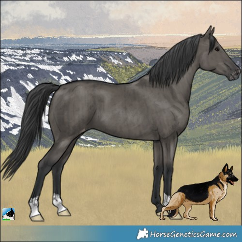 Horse Color:Grullo Appaloosa Brindle 