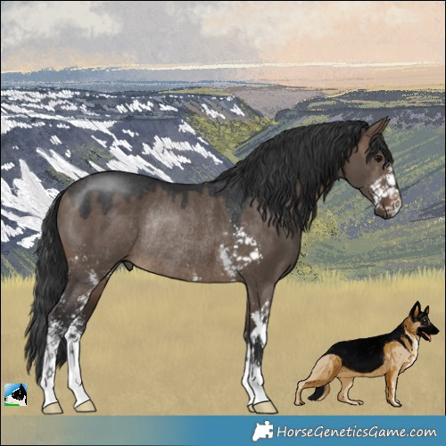 Horse Color:Brown Dun Sabino Rabicano 