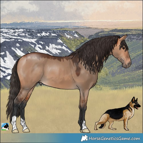 Horse Color:Bay Dun 