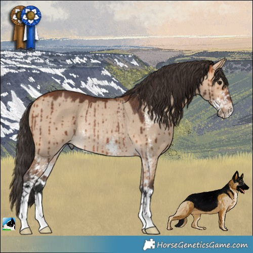 Horse Color:Bay Dun Sabino Rabicano Brindle 