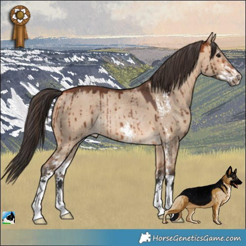 Horse Color:Bay Dun Sabino Rabicano Brindle 