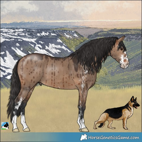 Horse Color:Brown Dun Sabino Brindle 