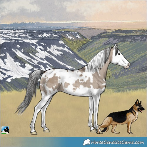 Horse Color:White Spotted Brown Dun Merle Splash 