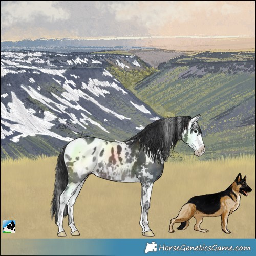 Horse Color:White Spotted Brown Splash Blanket 