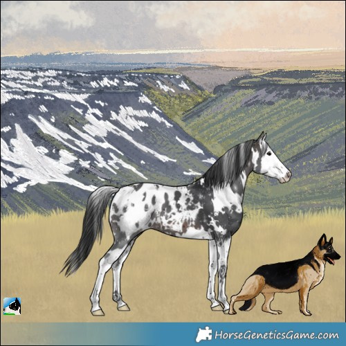 Horse Color:White Spotted Brown Splash Appaloosa 