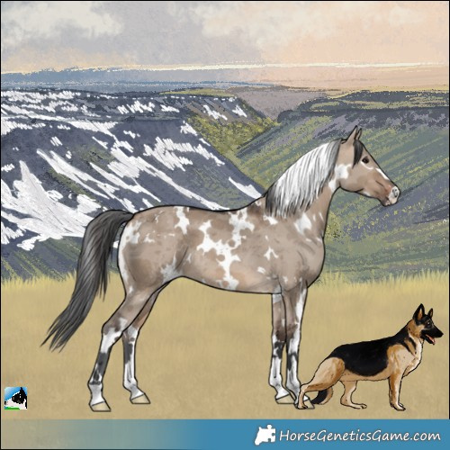 Horse Color:White Spotted Brown Dun Merle 