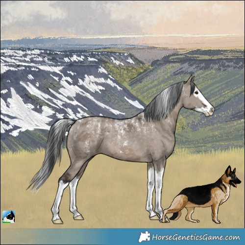 Horse Color:Powder White Brown Dun Merle Splash