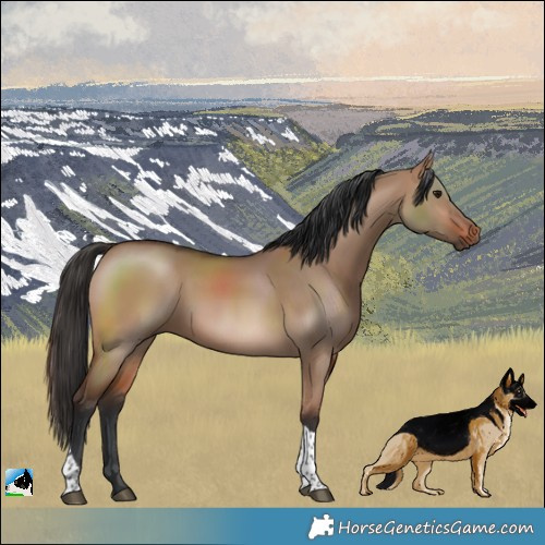 Horse Color:Brown Dun Tobiano 