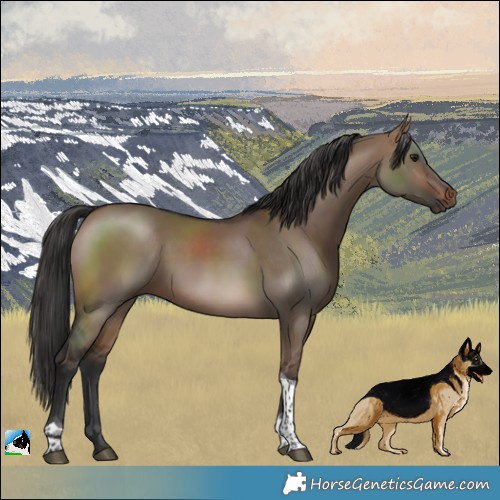 Horse Color:Brown Dun Tobiano 