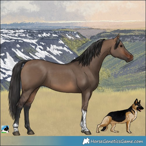 Horse Color:Brown Dun Tobiano 