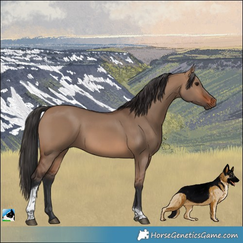 Horse Color:Brown Dun Tobiano 
