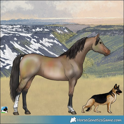 Horse Color:Brown Dun Tobiano 