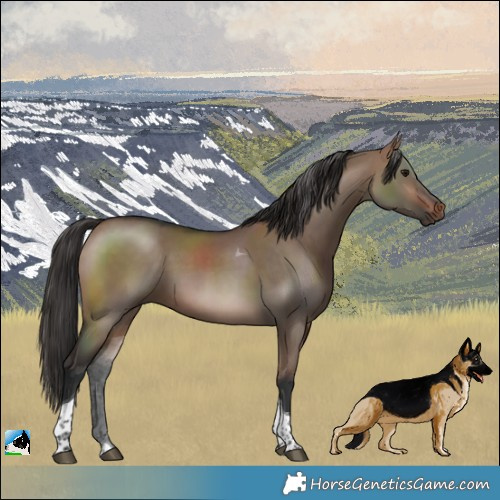Horse Color:Brown Dun Tobiano 