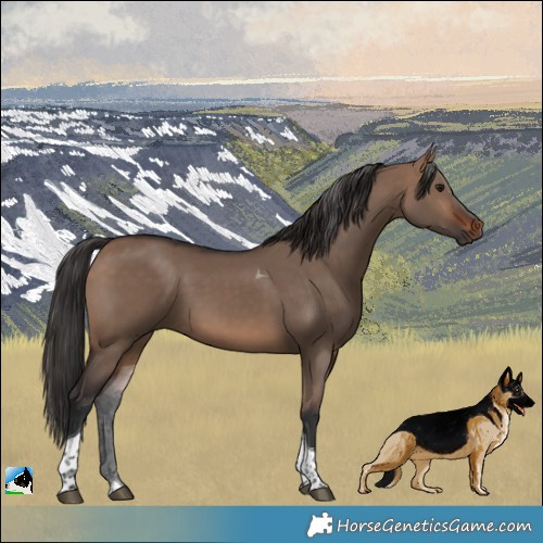 Horse Color:Brown Dun Tobiano 