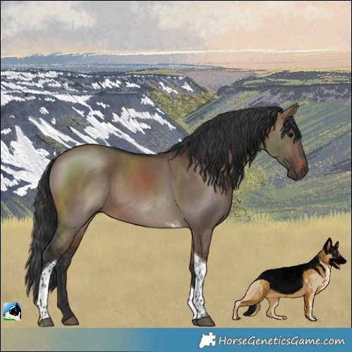 Horse Color:Brown Dun Tobiano 