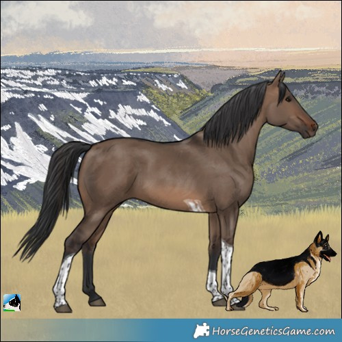 Horse Color:Brown Dun Tobiano 