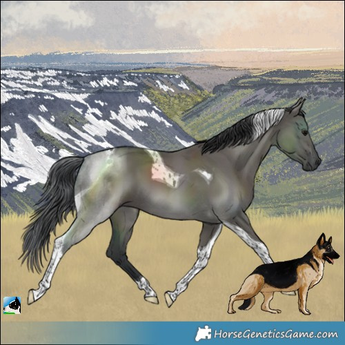 Horse Color:Grullo Tobiano 