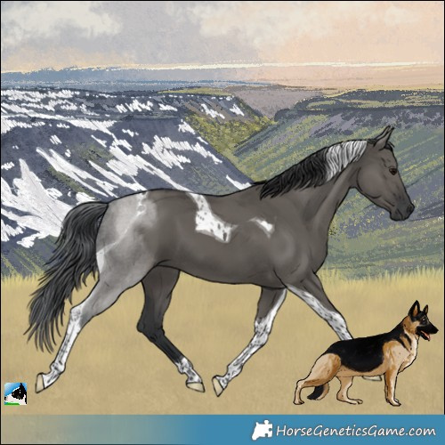 Horse Color:Grullo Tobiano 
