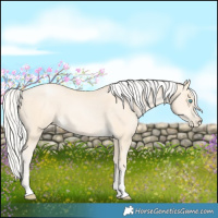 Horse Color:Silver Buckskin Pearl