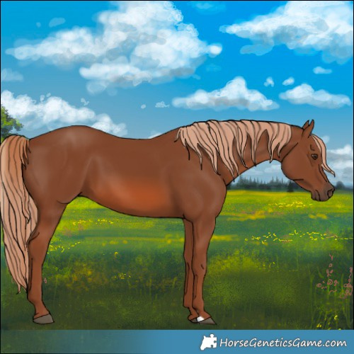 Horse Color:Chestnut 