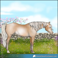 Horse Color:Gray Silver Buckskin Pearl