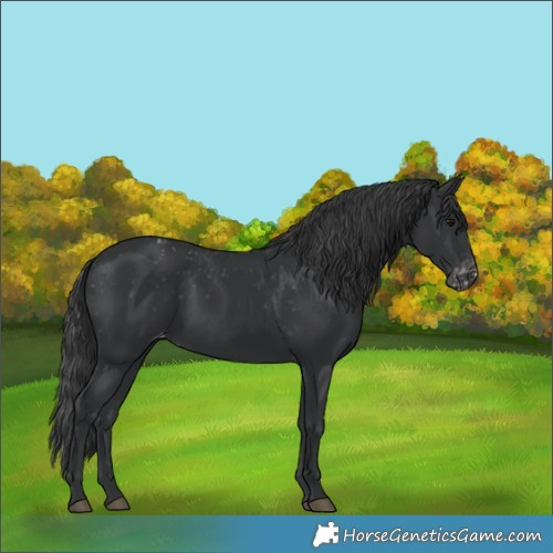 Horse Color:Black Appaloosa Rabicano