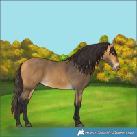 Horse Color:Buckskin 