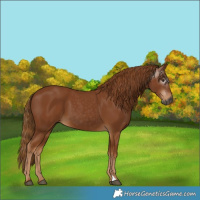 Horse Color:Gray Chestnut 