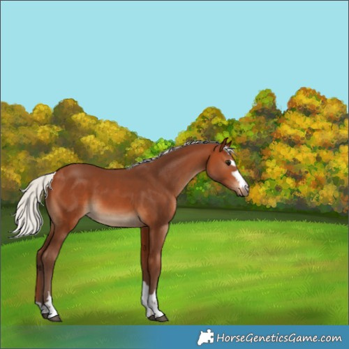 Horse Color:Silver Bay 