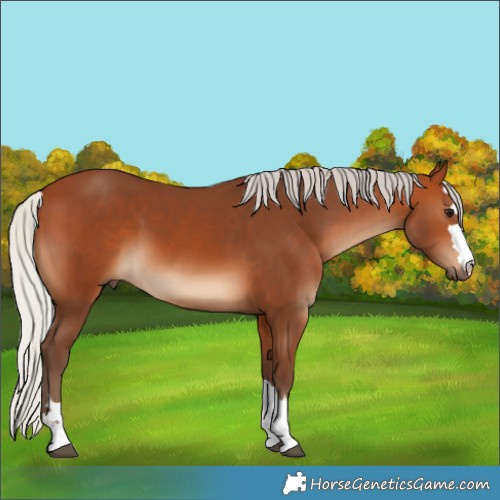 Horse Color:Silver Bay 