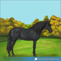 Horse Color:Black 