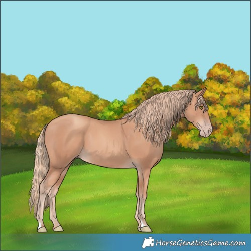 Horse Color:Gold Champagne 